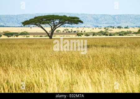 Einsame Akazie in Serengeti Nationalpark, Tansania Stockfoto