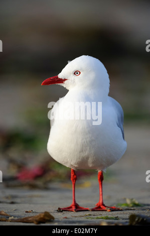 Rot-billed Gull (Larus Novaehollandiae) stehen am Strand. Stockfoto