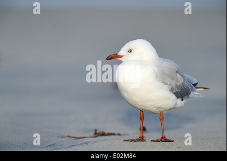 Rot-billed Gull (Larus Novaehollandiae) stehen am Strand. Stockfoto