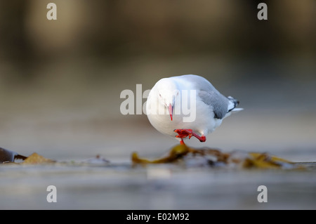 Rot-billed Gull (Larus Novaehollandiae) heben den Fuß Stockfoto