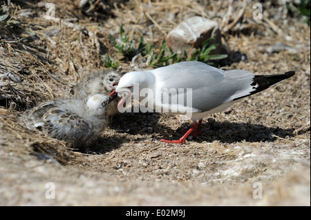 Rot-billed Gull (Larus Novaehollandiae) Fütterung der Küken Stockfoto