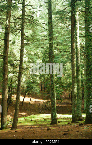 Atlas-Zeder (Cedrus Atlantica) Wald im Atlas-Gebirge in Marokko Stockfoto