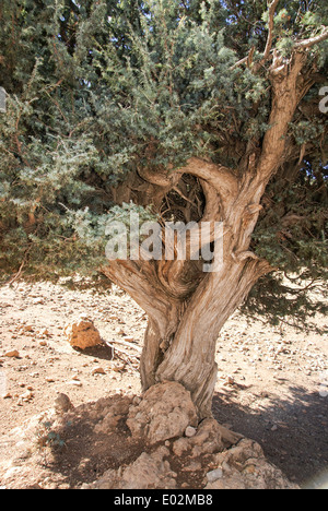 Juniperus Oxycedrus (stachelige Wacholder, stachelige Zeder, Cade Juniper und scharfe Zeder) fotografiert im Atlas-Gebirge in Marokko Stockfoto