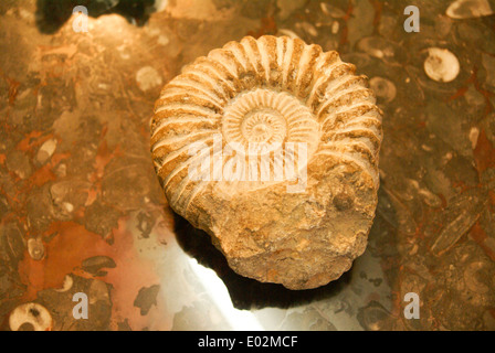 Ammonit Fossil Stone, hautnah, im Atlas-Gebirge in Marokko gefunden. Jura-Zeit. Fotografiert in Marokko Stockfoto