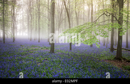 Misty Bluebell und Buche Baum Wald in der englischen Landschaft Stockfoto