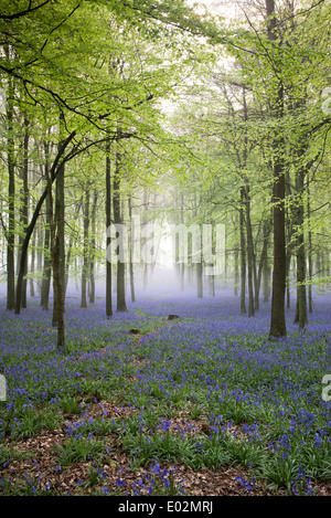 Misty Bluebell und Buche Baum Wald in der englischen Landschaft Stockfoto