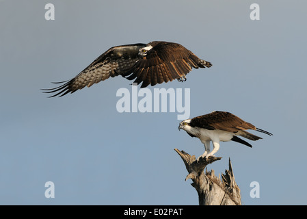 Männliche Fischadler fliegen weg von den weiblichen Adler nach der Paarung bei Blue Cypress Lake, Florida, USA, Amerika. Stockfoto