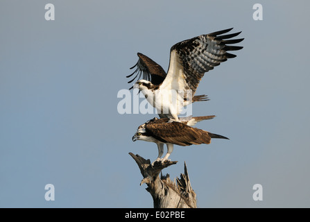Männliche Osprey auf der Rückseite des weiblichen Adlers paarungsbereit und Arbeitsbedingungen auf Wohlstand bei Blue Cypress Lake, Florida, USA, Amerika. Stockfoto