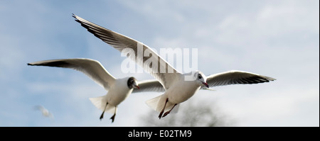 Zwei Möwen über Kopf gegen den Himmel, UK Stockfoto