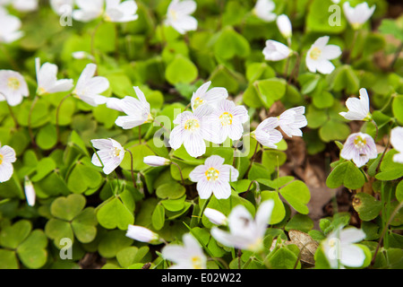 Die kleinen weißen Blüten von wilden Buschwindröschen (Anemone Nemorosa) Stockfoto