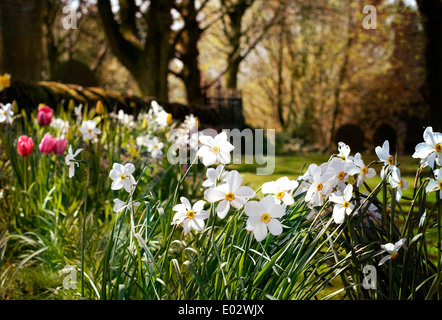 Blumen am Rand von einem Kirchhof Stockfoto