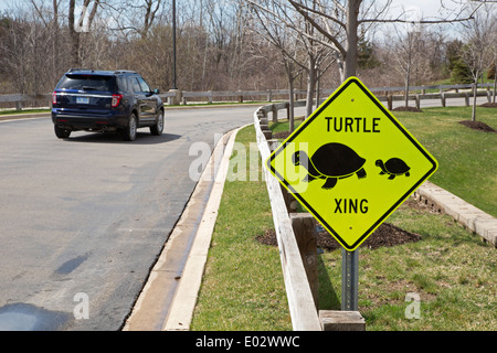 Schildkröte-Kreuzung Stockfoto