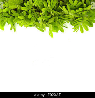 Grüne lassen auf weißem Hintergrund Stockfoto