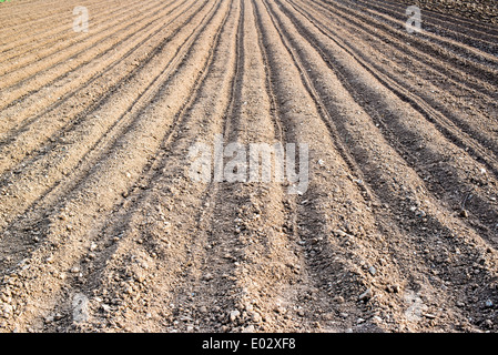 Kartoffeln frisch gepflanzt Stockfoto