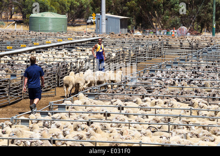 Katanning Saleyard Complex, das größte Schafverkaufszentrum in Westaustralien. Fotografiert am 26. Januar 2014 Stockfoto