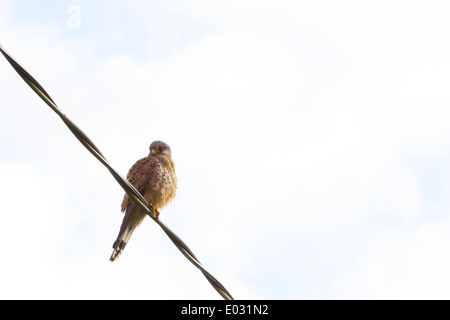 SURREY, UK A juvenile Turmfalke (Falco Tinnunculus) sitzt auf einem elektrischen Kabel. Turmfalken qualifizieren sich für die RSPB Amber Status. Stockfoto