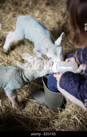 Ein Mädchen mit der Flasche füttern ein kleines hungriges Lamm. Stockfoto