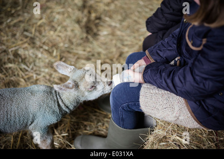 Ein Mädchen mit der Flasche füttern ein kleines hungriges Lamm. Stockfoto