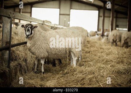 Schafe in einer Scheune während der Lammzeit. Stockfoto