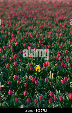 Bereich der roten Tulpen blühen und eine einzelne gelbe Narzisse. Stockfoto