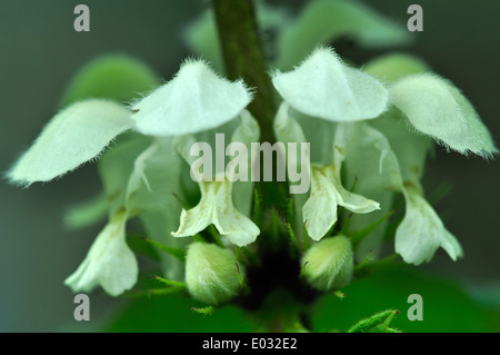 Nahaufnahme des Toten-Brennessel-Blüten. Dorset, UK Mai 2012 Stockfoto