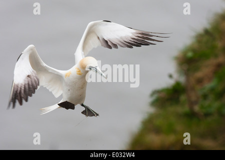 BEMPTON, UK Basstölpel (Morus Bassanus) Nest nähern. Stockfoto