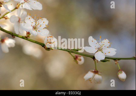 Prunus Cerasifera ist eine Art von Pflaume, bekannt durch die gemeinsamen Namen Cherry Plum und Myrobalan-Pflaume Stockfoto