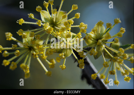 Cornus Mas (Kornelkirsche Kirsche, Europäische Kornelkirsche oder Hartriegel). Stockfoto