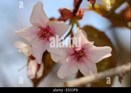 Prunus Sargentii, umgangsprachlich Sargents Kirsche oder Norden japanischen Berg Kirsche. Stockfoto