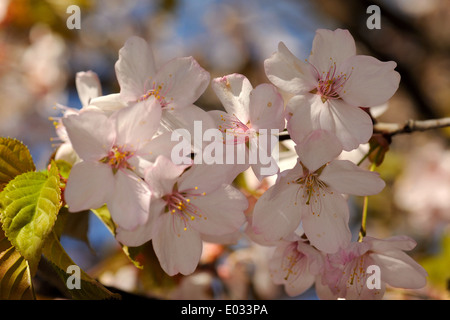 Prunus Sargentii, umgangsprachlich Sargents Kirsche oder Norden japanischen Berg Kirsche. Stockfoto