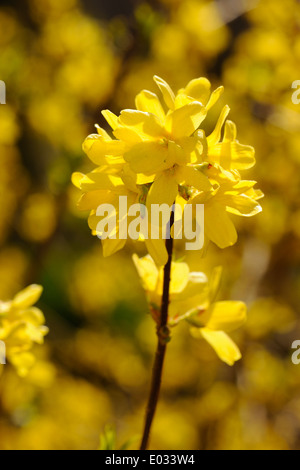 Forsythia Suspensa ist eine blühende Pflanze aus Asien. Stockfoto