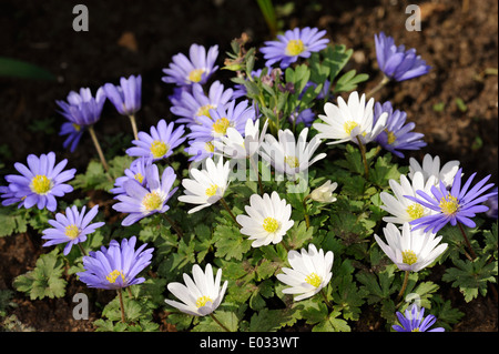 Griechische Windflower (Anemone Blanda) Stockfoto