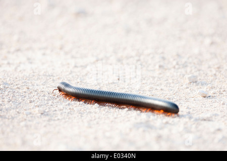 ETOSHA, NAMIBIA Riese afrikanische Tausendfüßler (Archispirostreptus Gigas) im Lebensraum. Stockfoto