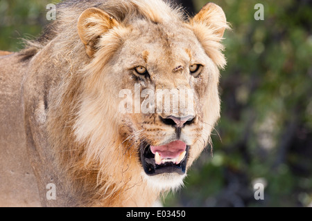 ETOSHA, NAMIBIA A vernarbt männlicher Löwe (Panthera Leo) im Lebensraum. Stockfoto