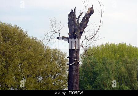 Die "Urdenbacher Kaempe" ist ein geschützter Bereich in Düsseldorf, Nordrhein-Westfalen, im Bild 22.04.2014. Alten Baumstamm mit Zunderschwamm. Stockfoto