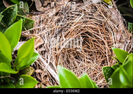 Leeres Vogelnest. Stockfoto