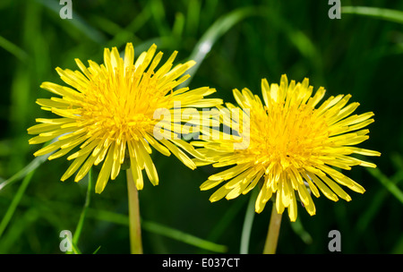 Blumen Löwenzahn (Taraxacum officinale) in West Sussex, England, UK. Stockfoto