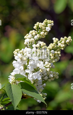 Weiße Flieder - Syringa vulgaris Stockfoto