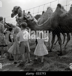 1950er Jahre historische Abbildung der Kinder bei einem Outdoor-Bauernhof spähte durch einen Drahtzaun auf einige freundliche Kamele. Stockfoto