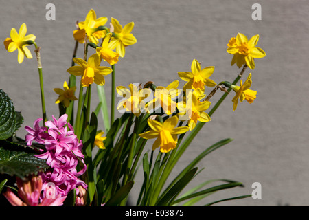 Narzissen Tete a Tete Stockfoto