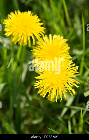 Löwenzahn, Taraxacum, wächst in Northamptonshire, England, UK Stockfoto