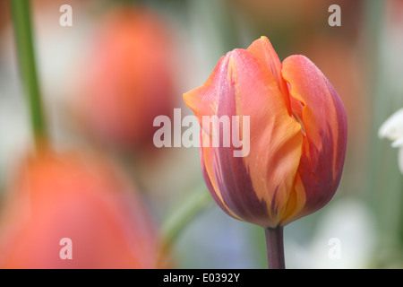 Tulpe im Schlosspark, Colchester Stockfoto