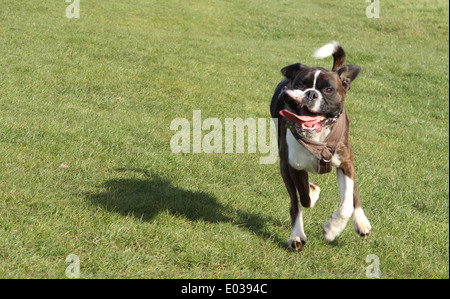 Boxer Hund, Buster auf einen Spaziergang (oder laufen) in Hghwoods Country Park, Coolchester Stockfoto