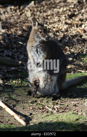 Wallaby in Woburn Abbey mit Baby im Beutel genommen Stockfoto