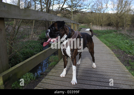 Buster meine Boxer Hund auf einem Spaziergang im Highwoods Country park Stockfoto