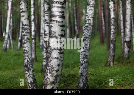 Birken im Bereich von Arschan, Tunkinsky Bezirk, Burjatien, Russland Stockfoto