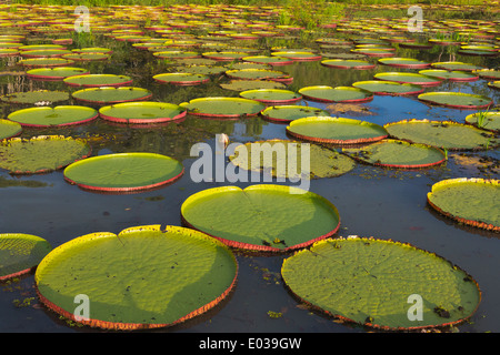 Victoria Amazonica Seerosen auf Fisch Fluss, südlichen Guyana Stockfoto