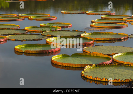 Victoria Amazonica Seerosen auf Fisch Fluss, südlichen Guyana Stockfoto