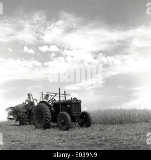 1950er Jahre historisches Bild der Landwirte auf einem Traktor der Epoche in einem Maisfeld. Stockfoto