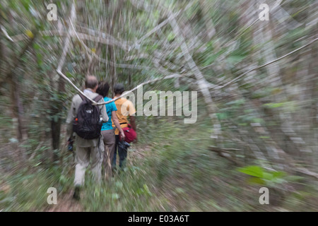 Touristen, Wandern im Wald, Guyana Stockfoto